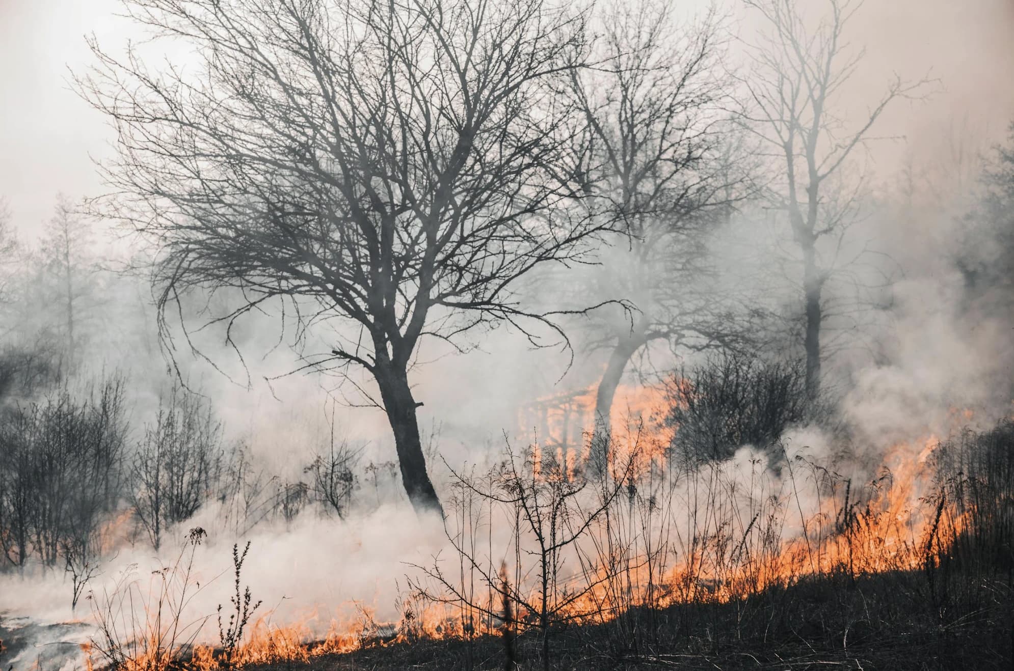 Forest canopy with early fire detection sensors